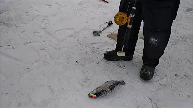 Крупная рыба реагирует на блесну. Верхний пруд. Зимняя рыбалка в Клёвом месте на лосином острове. смотреть онлайн