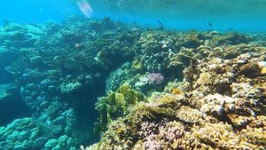 ДЮГОНЬ(где обитает) | Подводный мир рифа отеля Сатайя Марса Алам | Sataya Resort Marsa Alam.Sea cow
