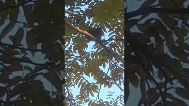 Рыжая белочка и маньчжурский орех смотреть онлайн