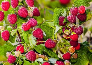 МАЛИНА ЗАВАЛИТ ВАС УРОЖАЕМ, Если сделать ЭТО. Уход За Малиной Осенью. Правильная обрезка малины.