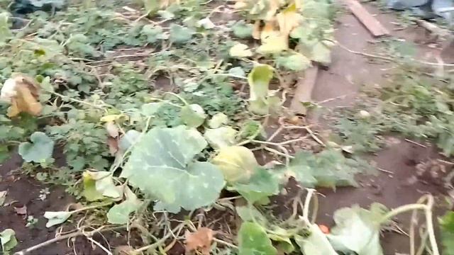 посадка чеснока и моркови под зиму смотреть онлайн