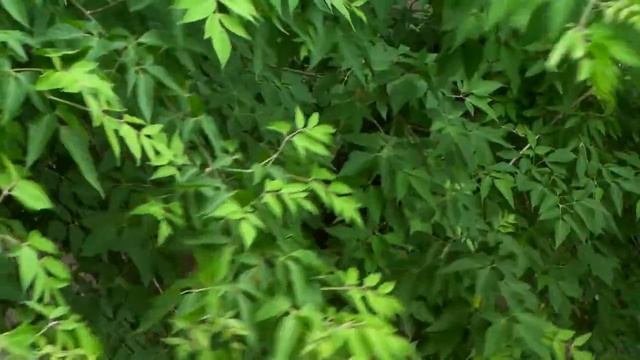 Тест видеокамеры Sanyo Xacti CG 10 смотреть онлайн