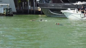 MAN OVERBOARD SWALLOWED BY THE MIAMI RIVER | BOAT ZONE