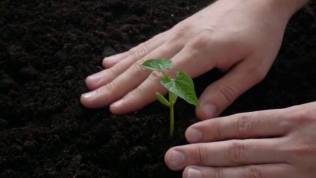 Бесплатное удобрение для огорода, которое заменит грузовик навоза: урожай будете собирать ведрами