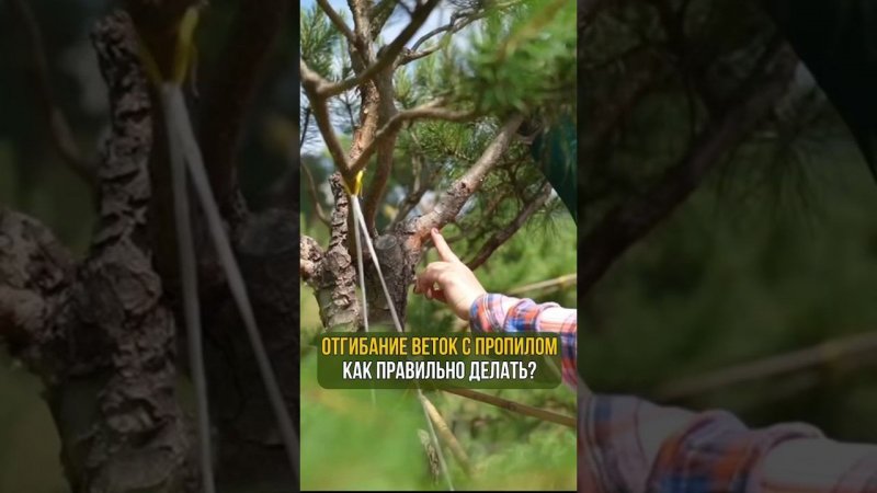 Отгибание веток с пропилом. Как правильно делать?