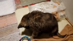 Голландская овчарка .