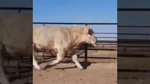 Аулиекольская порода КРС