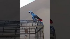 Местное быдло или попугай ругается матом