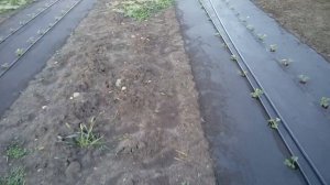 Готовим маточник клубники к посадке. Часть 1