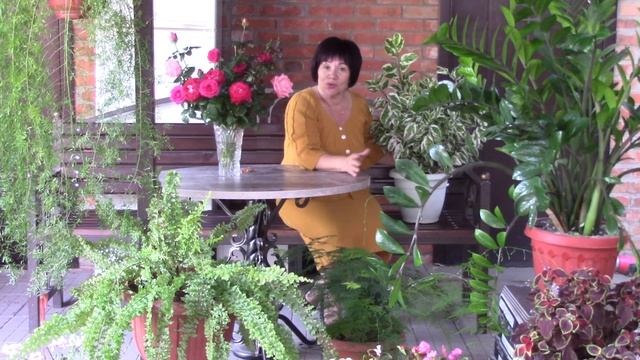 Красивые крупные комнатные растения..mp4 смотреть онлайн