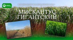 Как выглядит 7-ми летний питомник Мискантуса Гигантеуса? "Взрослый" питомник в разное время года.