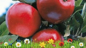 Яблоня обыкновенная Катя ? Обзор: посадка и уход. крупномеры яблони Катя: описание и особенности