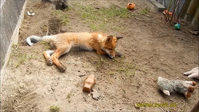 ?? #25 Лисёнок в доме. Игрушки или воробьи?