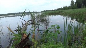 Небывалый улов линя на удочку на новую оснастку - лепесток в траве! И новые заметки...
