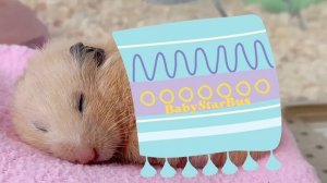 3 часа лучшей музыки для сна ХОМЯКИ 2022 года / 3 HOURS of the best music to sleep HAMSTERS of 2022