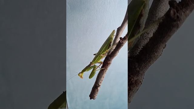 Самка богомола отложила оотеку( яйцо)/    the female praying mantis postponed the library/ 雌螳螂推迟了图书