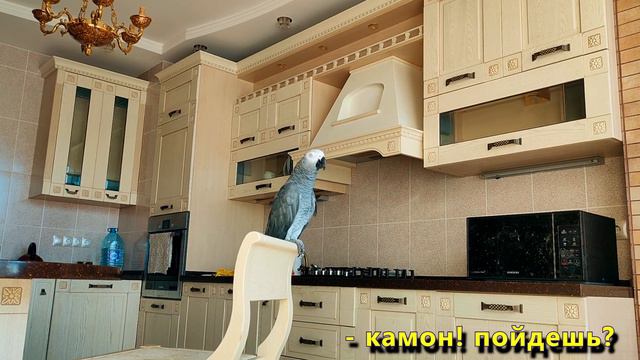 К ПЕТРУНЕ ПРИШЕЛ В ГОСТИ ПЕСИК (ЧУБИ) ... и ПОНЕСЛАСЬ😂🦜🐕😱 смотреть онлайн