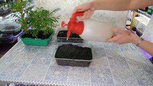 ??? БАРХАТЦЫ БЕЗ ПИКИРОВКИ ! Выращивание рассады Посев семян, готовая рассада ?