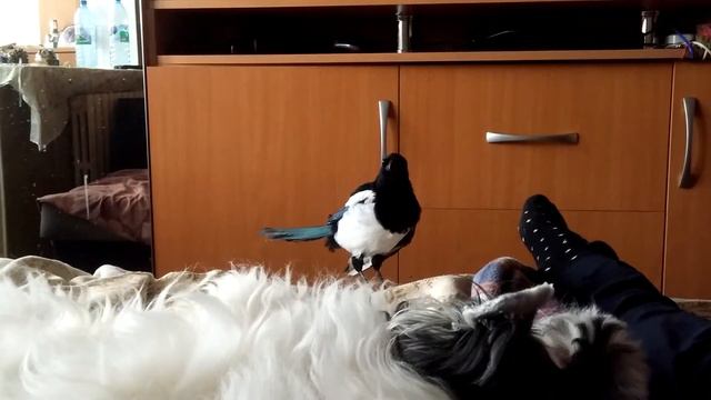 Санса с косточкой смотреть онлайн