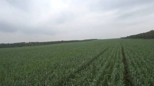 Подкормка пшеницы аммиачной селитрой в начале колошения,что из этого выйдет?