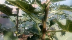 Выращивание инжира в Беларуси