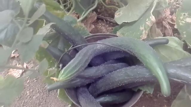 Китайский огурец. Неожиданный урожай! смотреть онлайн