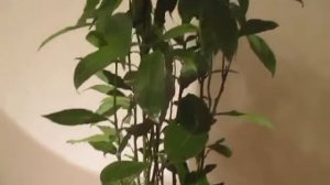 "Лавр Благородный-2. Вредители! Это – щитовка? "Лаврик" – как помочь?"