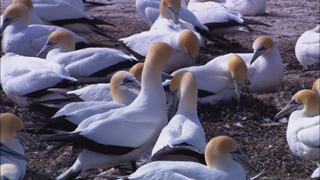 ЖИВОТНЫЕ России смотреть онлайн