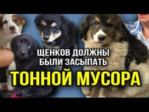 7 щенков выбросили в канаву на Подмосковной свалке. Спустя сутки их должны были завалить мусором
