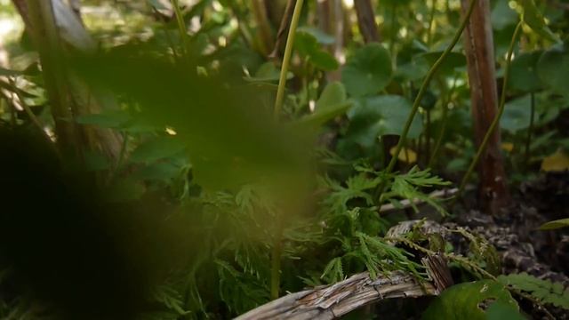 Panasonic Lumix GF3 Video Test + Zuiko iiR 14-42mm  18MBPS смотреть онлайн