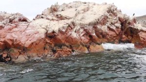 Las Islas Ballestas en Perú l Paracas l Vlog