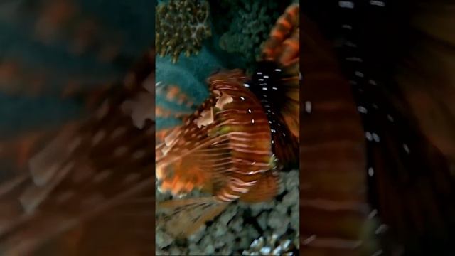 Devil firefish (Pterois miles), Индийская крылатка #shorts