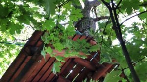 Панда парк 2021-08