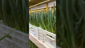 Обзор тюльпанов спустя месяц 2023