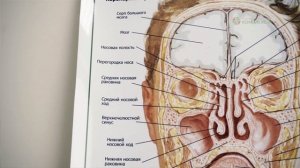 Обучающее видео по использованию ультразвуковых сканеров носовых пазух Комплексмед.