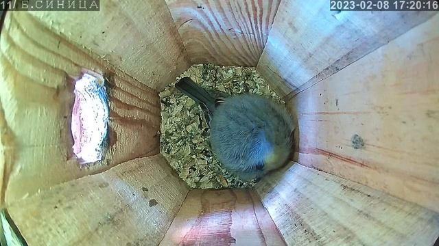 Воробьиный сыч. 8.02.2023 года. смотреть онлайн