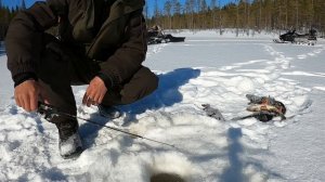 Крупный окунь!Карелия!Лесное озеро!