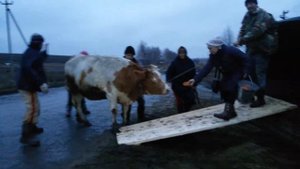 Перевозка коровы в газели. Часть 1