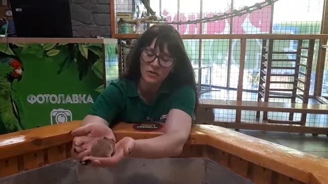Как правильно общаться с хомяками Ручной Zоопарк