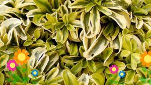 Арабис фердинанда кобургского Олд Голд. Краткий обзор, описание arabis ferdinandi-coburgi Old Gold