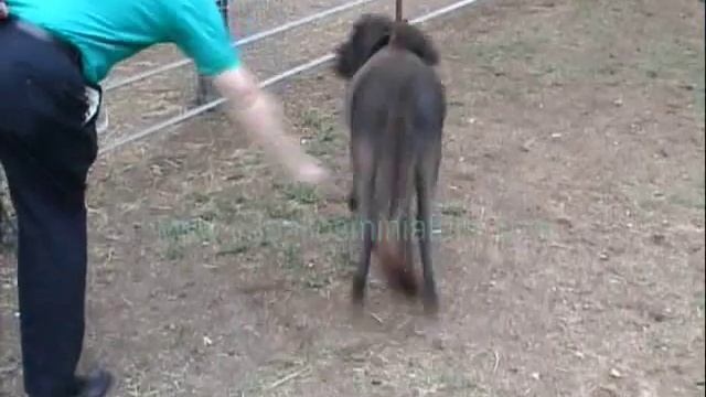 Caballos miniatura Falabella смотреть онлайн