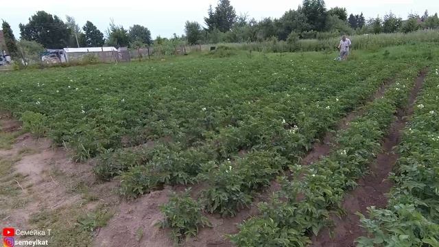 Окучивание картофеля мотоблоком/культиватором перед сбором урожая на нашем участке в деревне.