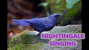 Пение Соловья и Лесных Птиц / Nightingale Sings