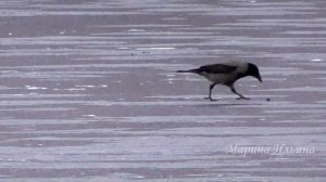 Ворона играет в хоккей! Забавная ворона.