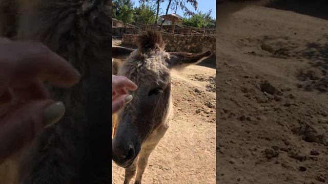 Турция 2019 / Зоопарк в Анталии Antalya Zoo / Осёл Яшка - очень общительный)))