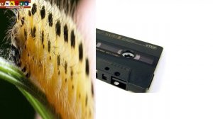 Логопедическое видео - Развивающее видео. Логопедия. Буква C. Часть 2