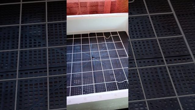 обзор инкубатора НЕСУШКА 63 яйца, выводы по инкубации, мой результаты смотреть онлайн