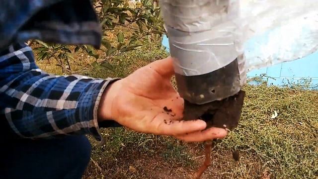 Размножение винограда летом.