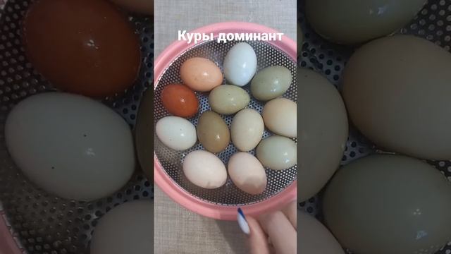 восторге от этой породы.  куры доминант.  цветные яйца.