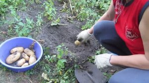 Урожай картофеля 2023 года! Сколько картофеля можно накопать с двух кустов!